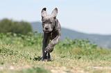 CANE CORSO 507